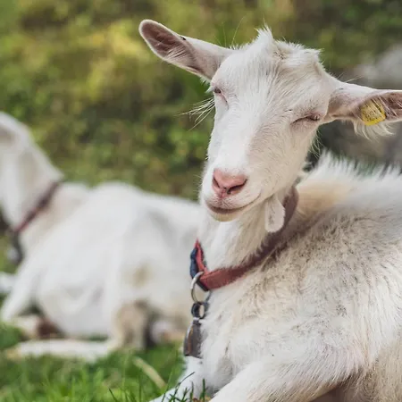 Albergue Berghostel Rinerhorn By Mountain