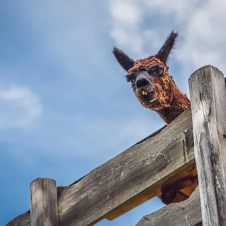 Albergue Berghostel Rinerhorn By Mountain *