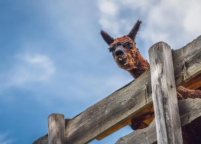Albergue Berghostel Rinerhorn By Mountain *