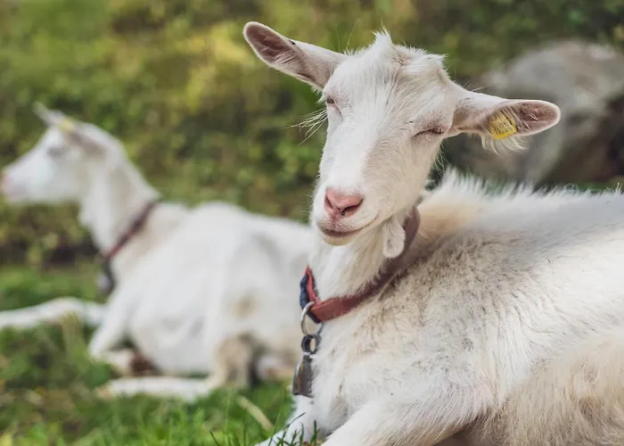 Albergue Berghostel Rinerhorn By Mountain